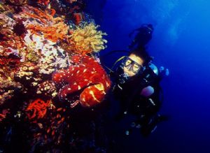 Diver observing an equally curious octopus on the wall at... by Yvette Lee 